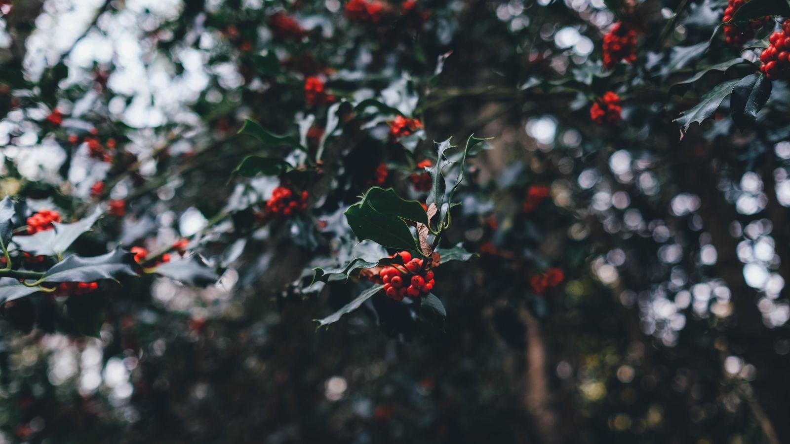annie-spratt-Av90kkK6mp0-unsplash.jpg